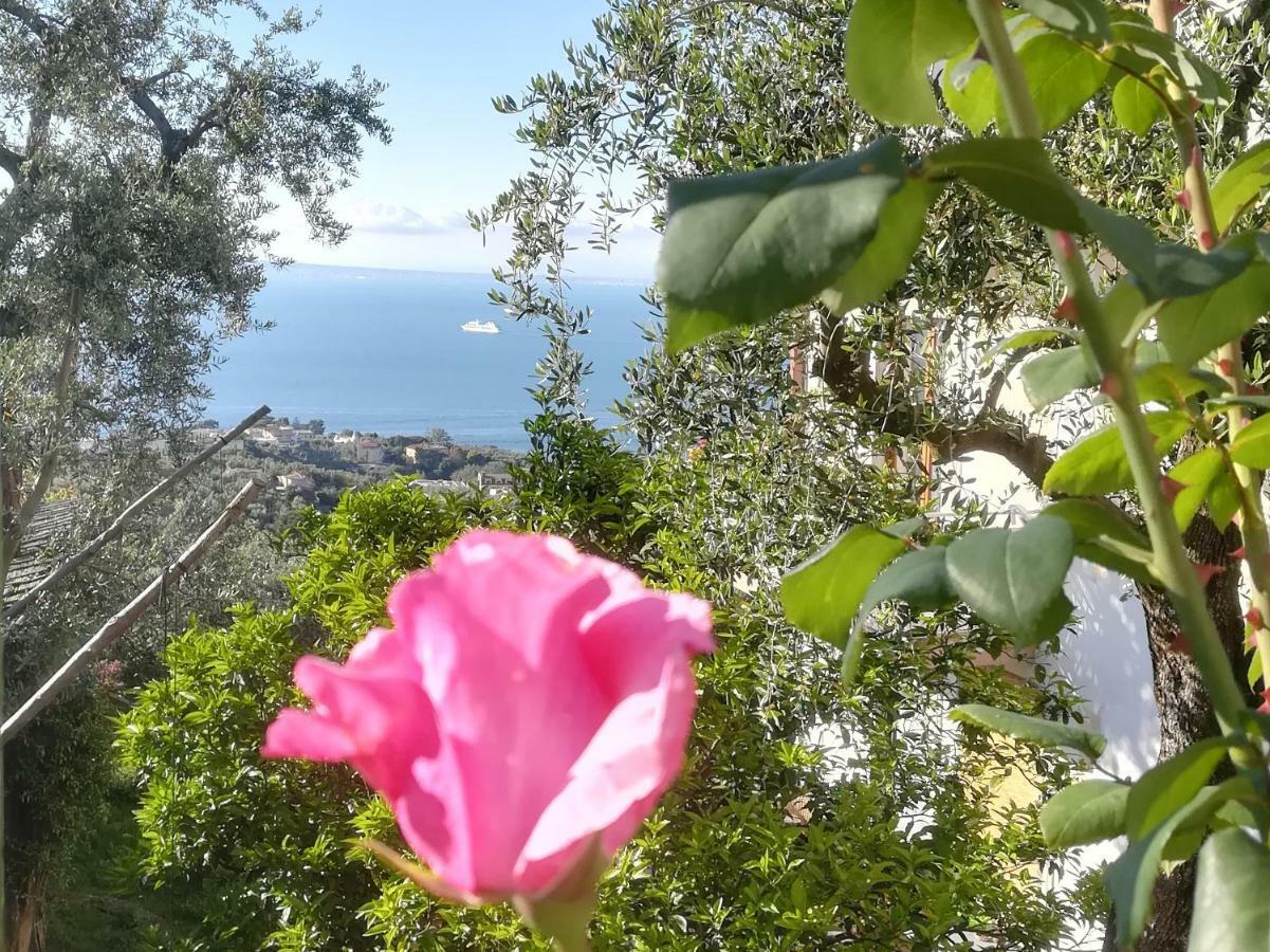 Casa Vacanza L'Ulivo Villa Sorrento Exterior photo